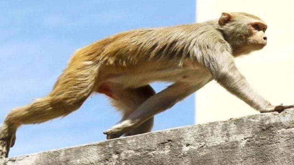 Monkey Killing in Matesna of Firozabad