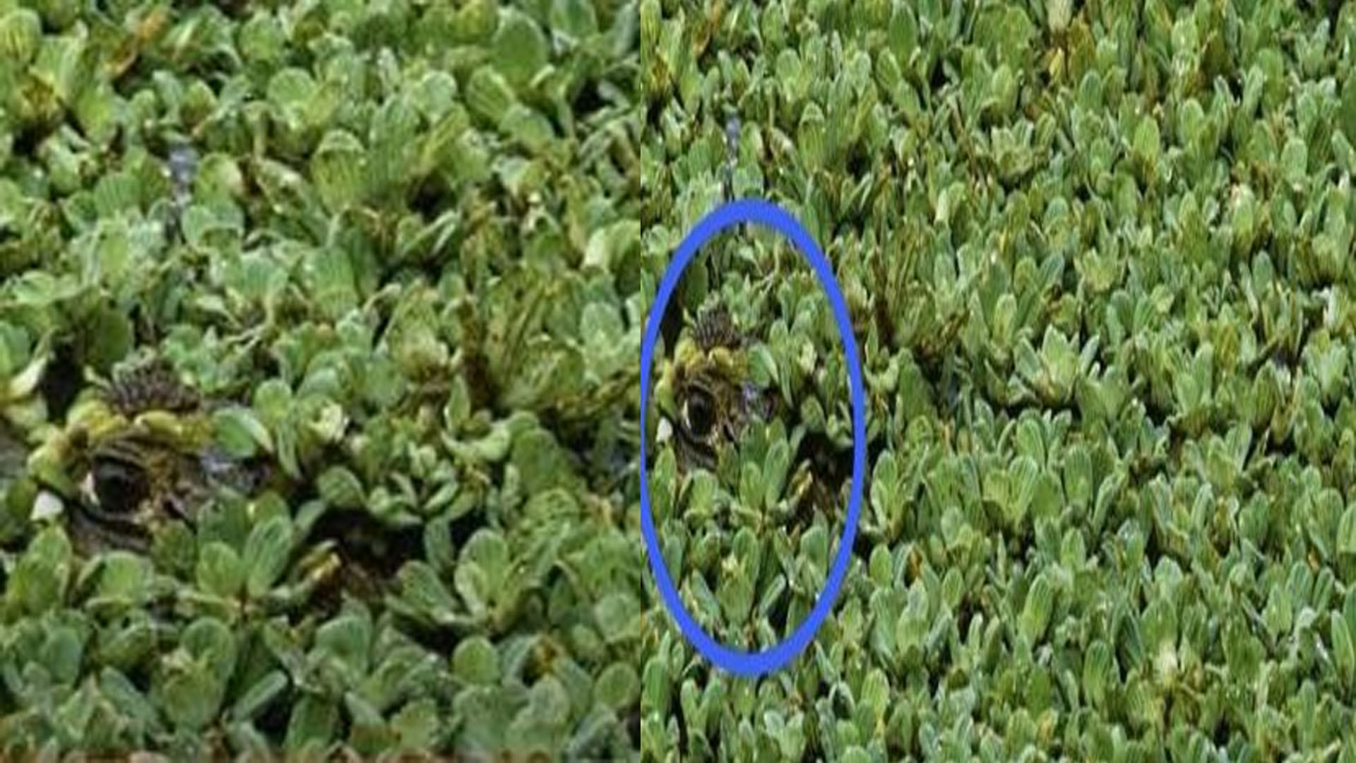 optical illusion brain teasers photos brainstorming photo crocodile solving puzzle viral picture today