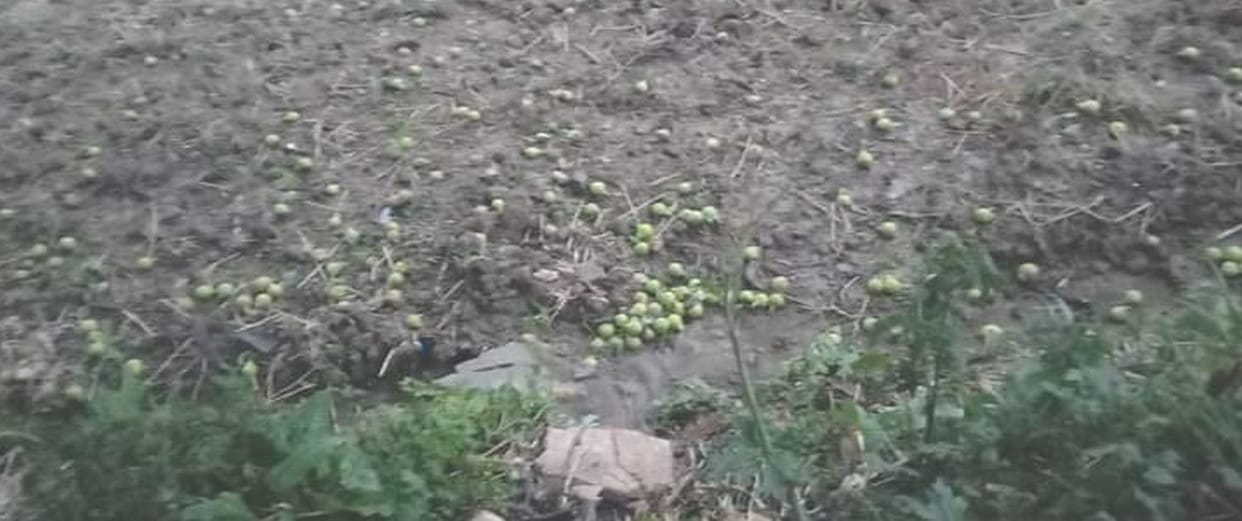 Apple, pear and plum fruits fell due to storm with rain