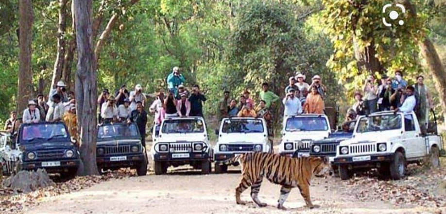 Tourists gathered in Panna Tiger, earnings doubled