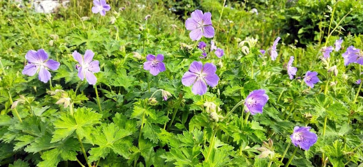 The valley of flowers started smelling as soon as it rained