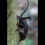 Beetle Stag