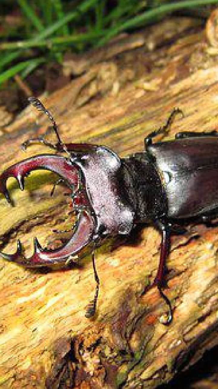 World’s Most Expensive Insect Stag Beetle know its details in hindi