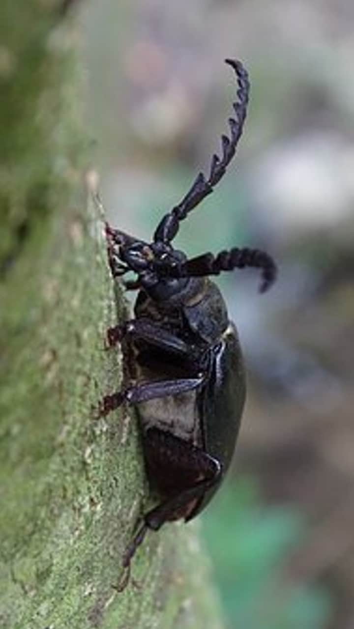 World’s Most Expensive Insect Stag Beetle know its details in hindi