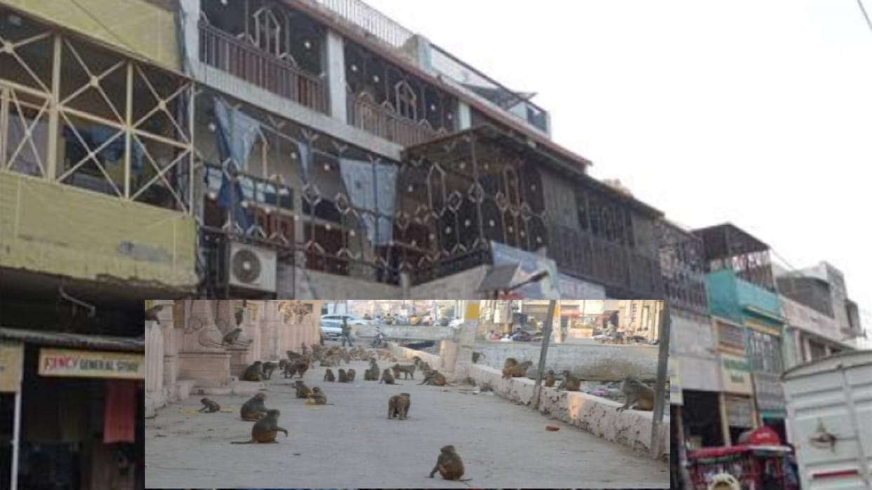 Baghpat News: Fear of monkeys, houses turning into fake prisons