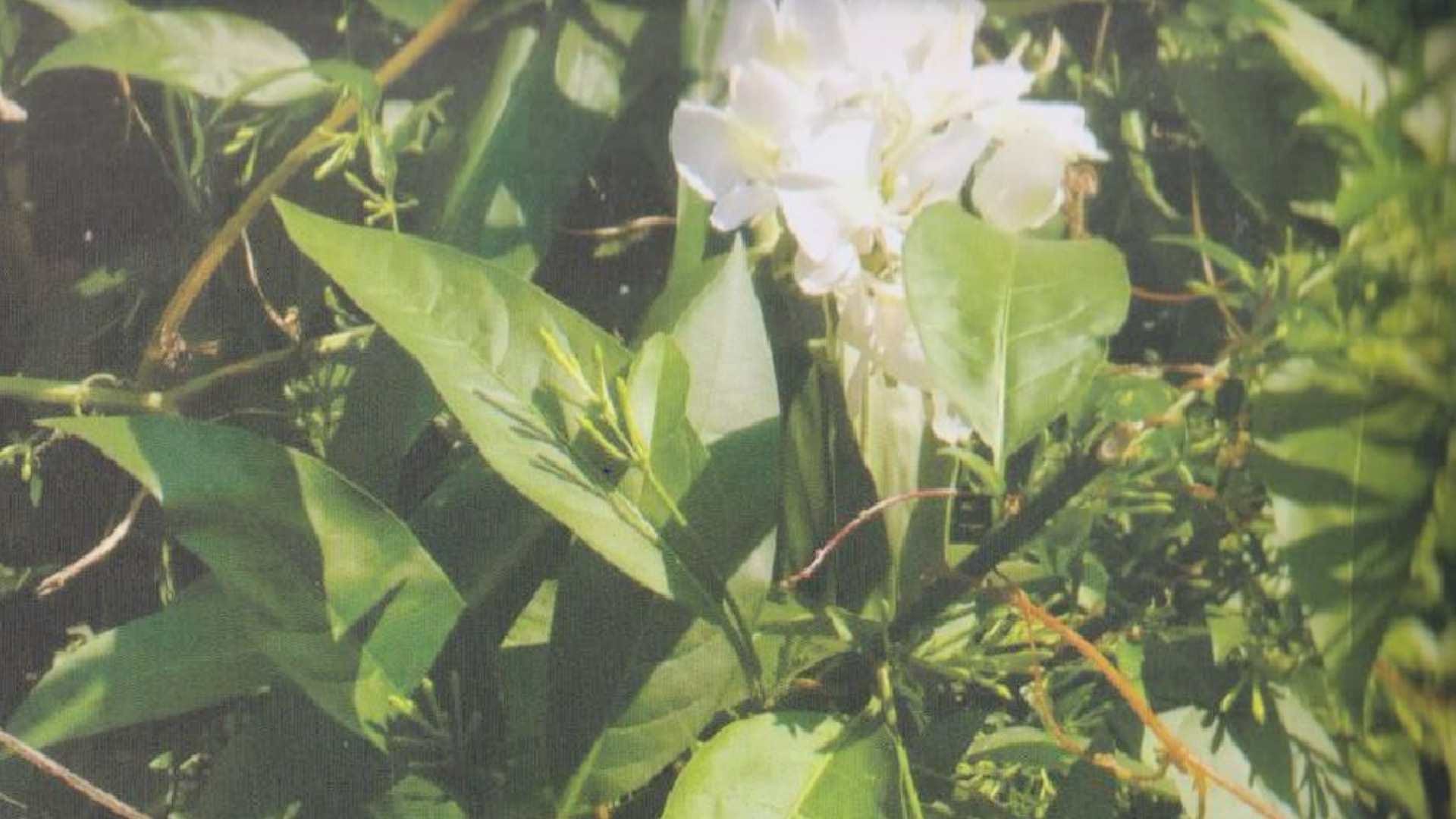 White ginger candy will cure fever, diabetes and joint pain, Atal University Mandi