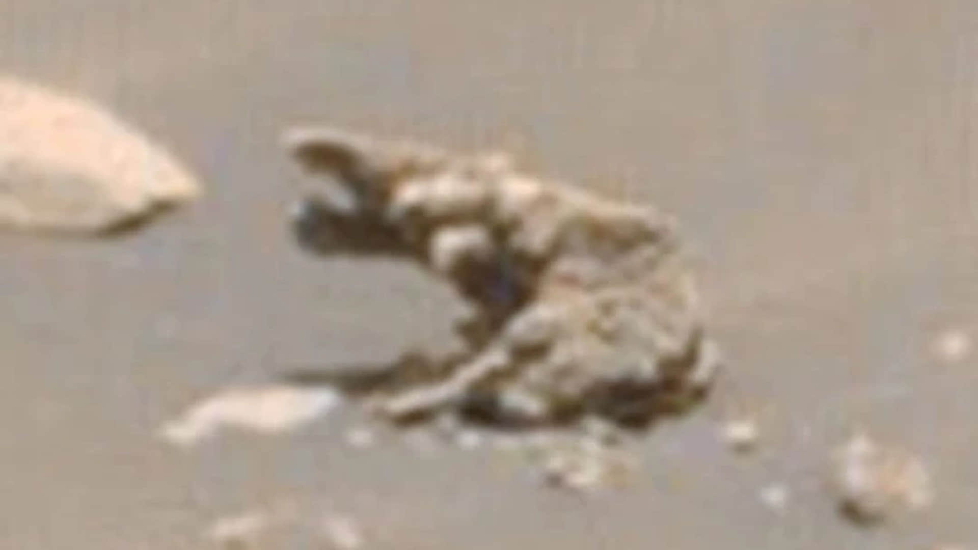 Life on Mars Alien Researcher Scott Waring Claims Trunk Animal Like Elephant Lives On Mars News in Hindi