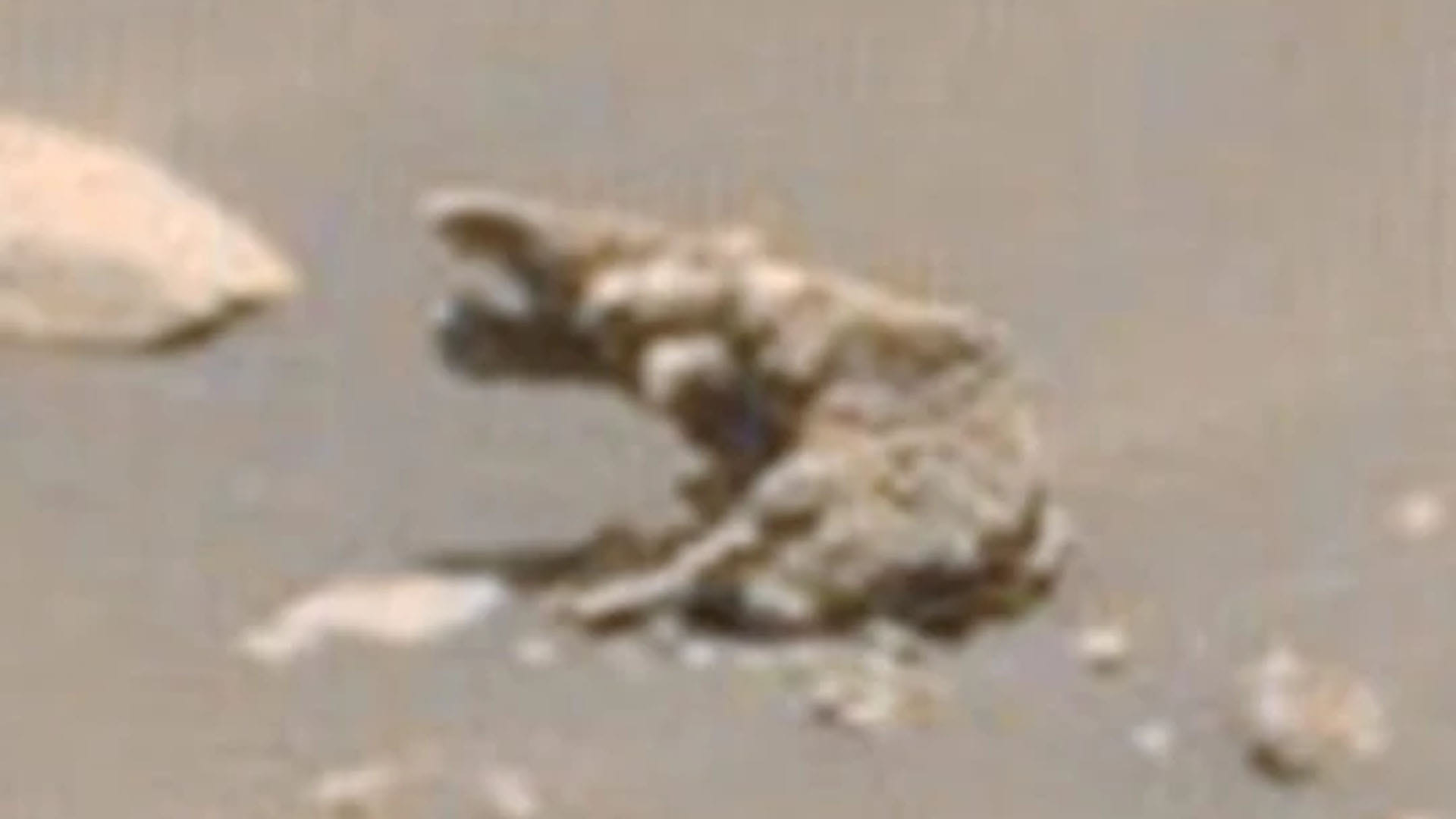 Life on Mars Alien Researcher Scott Waring Claims Trunk Animal Like Elephant Lives On Mars News in Hindi