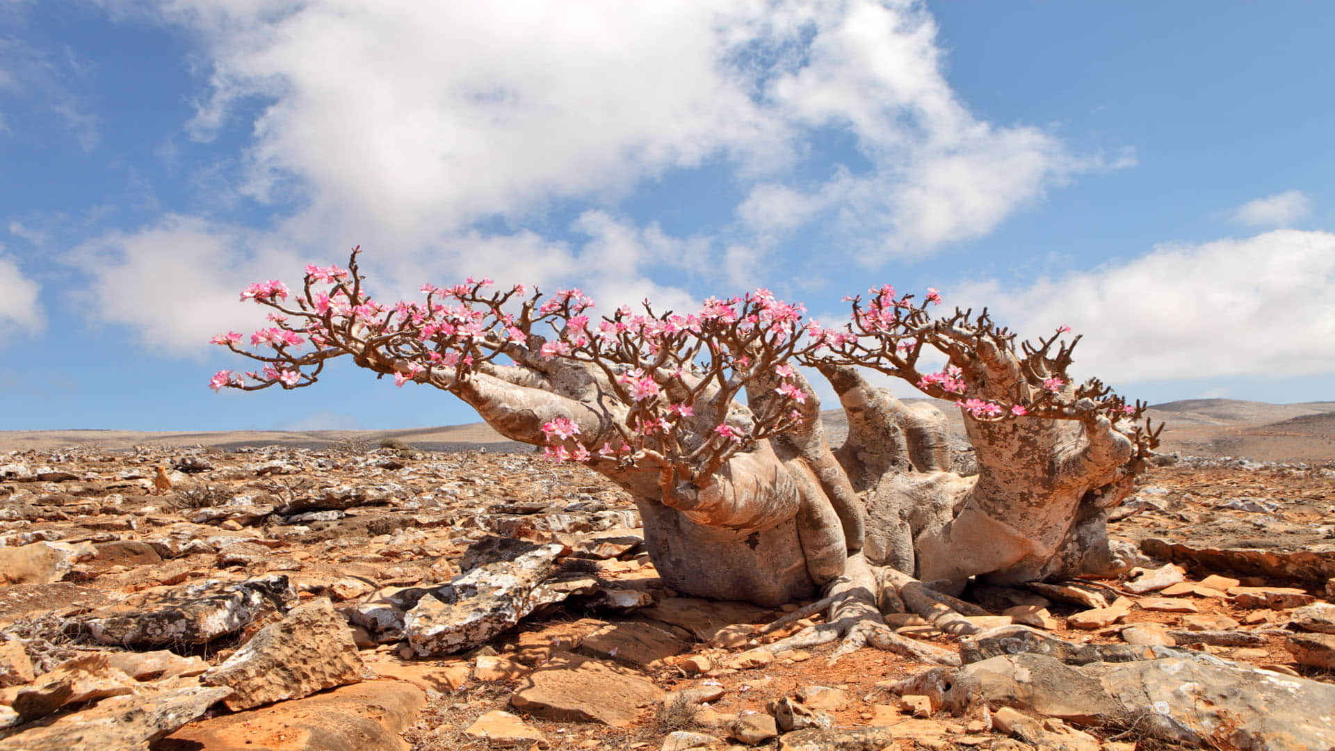 Alien World on Earth know about socotra the island of strange plants Latest News in Hindi