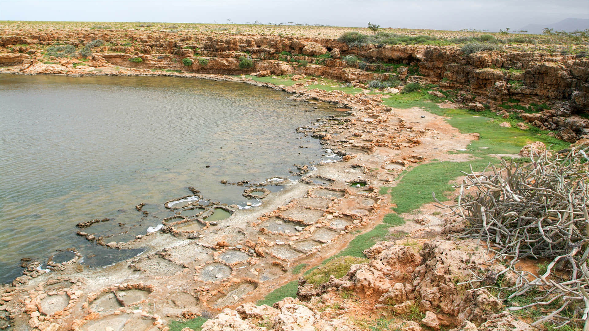 Alien World on Earth know about socotra the island of strange plants Latest News in Hindi
