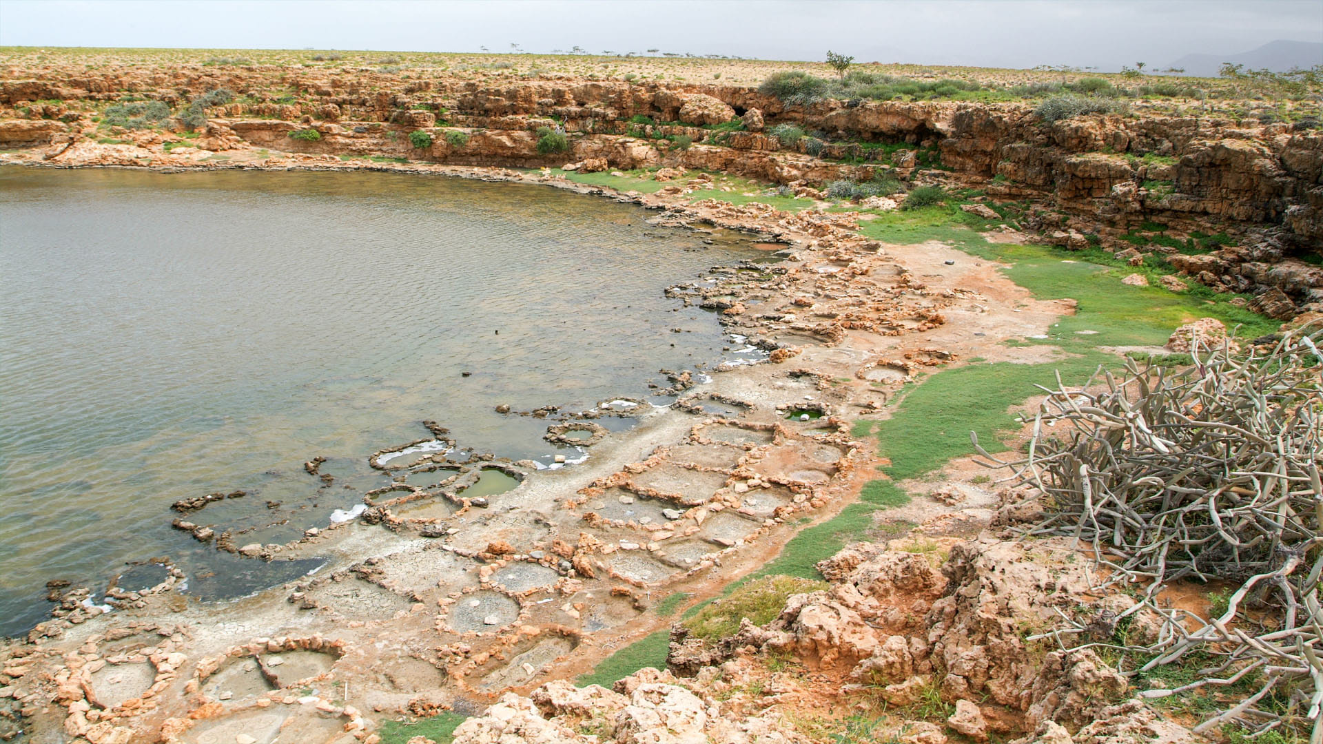 Alien World on Earth know about socotra the island of strange plants Latest News in Hindi
