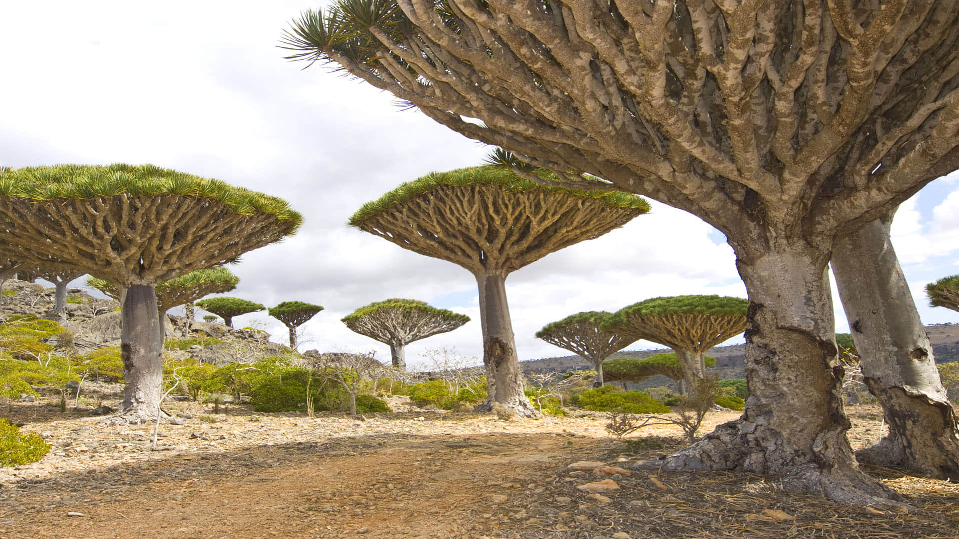 Alien World on Earth know about socotra the island of strange plants Latest News in Hindi
