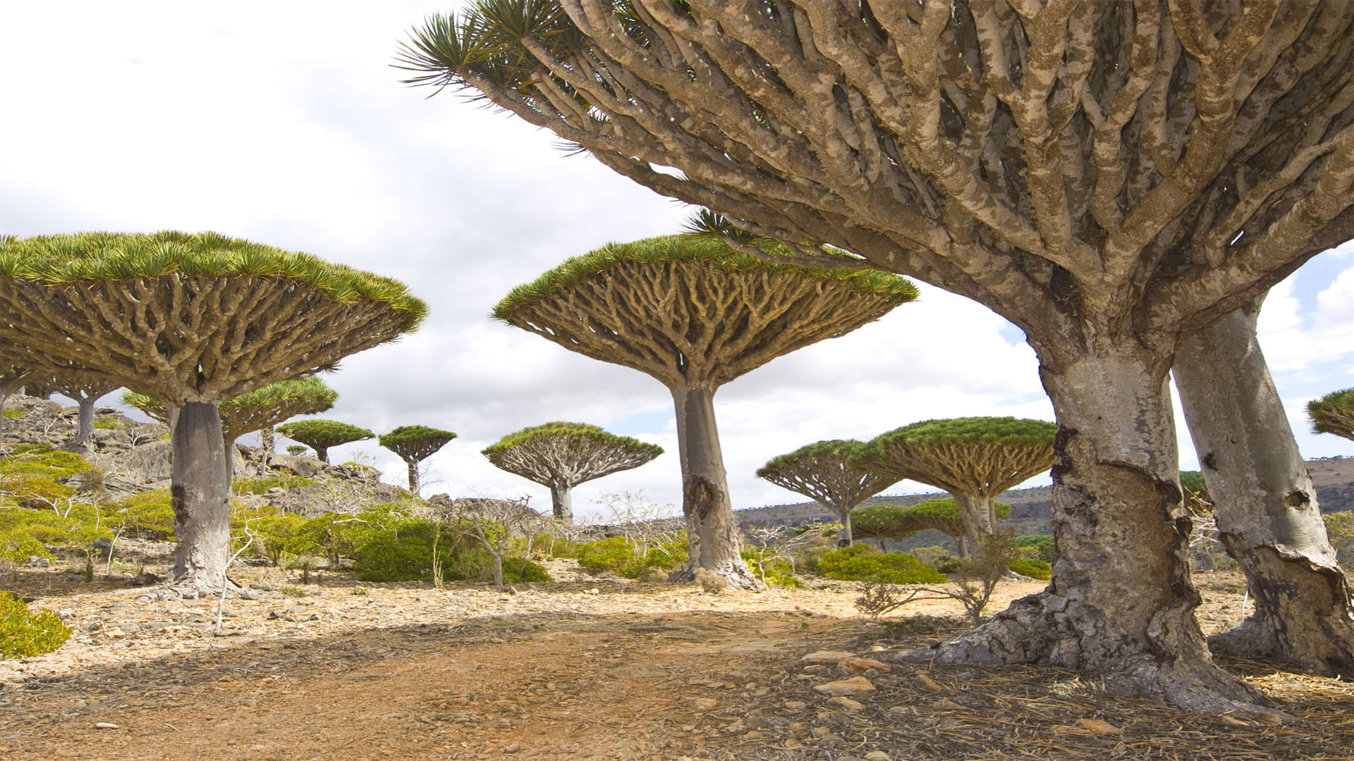 Alien World on Earth know about socotra the island of strange plants Latest News in Hindi