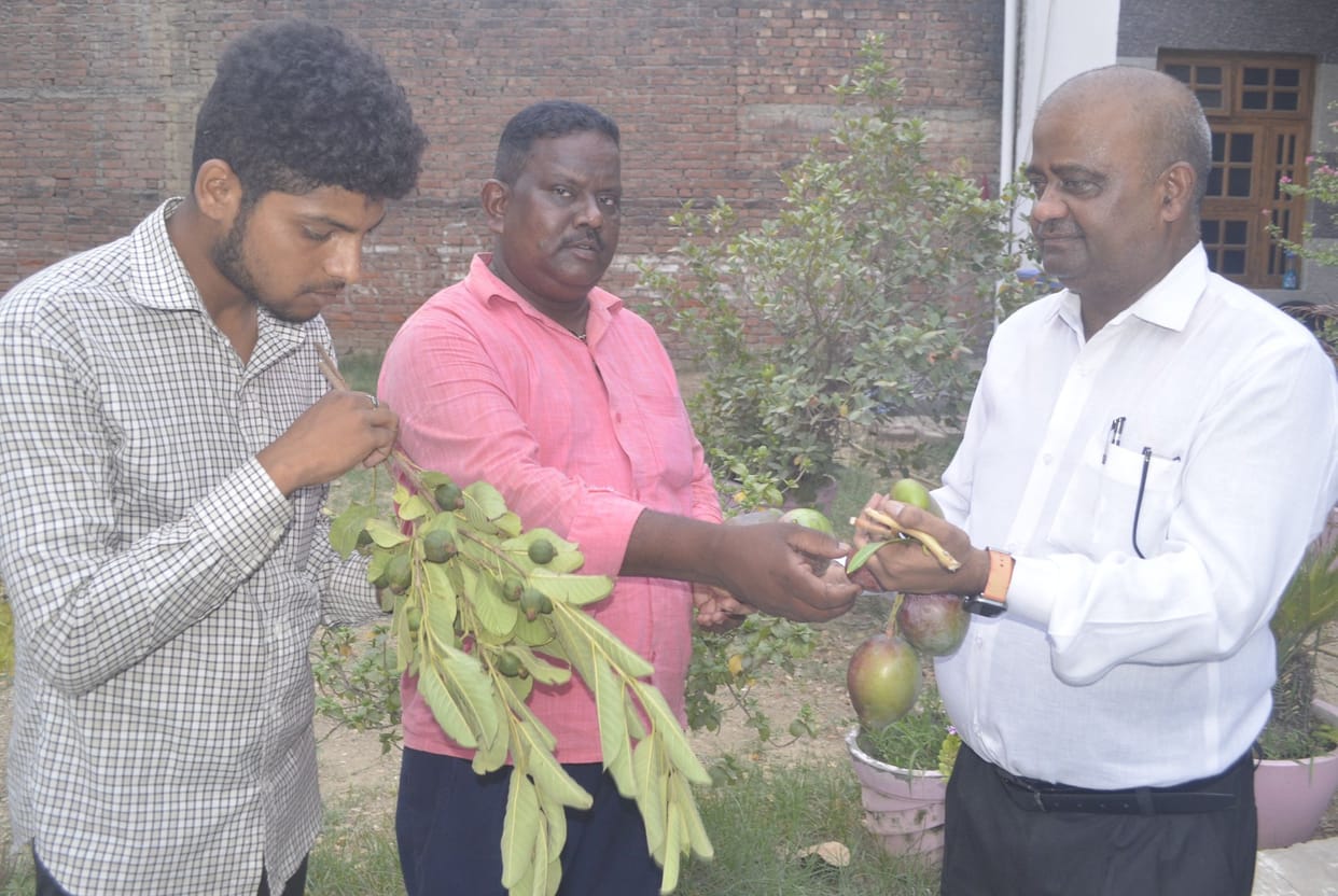 Mango new crop