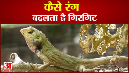 After all, how does a chameleon change color?