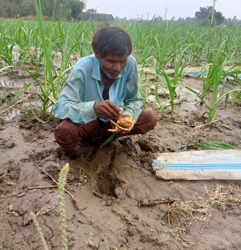 Crops drying up due to no electricity