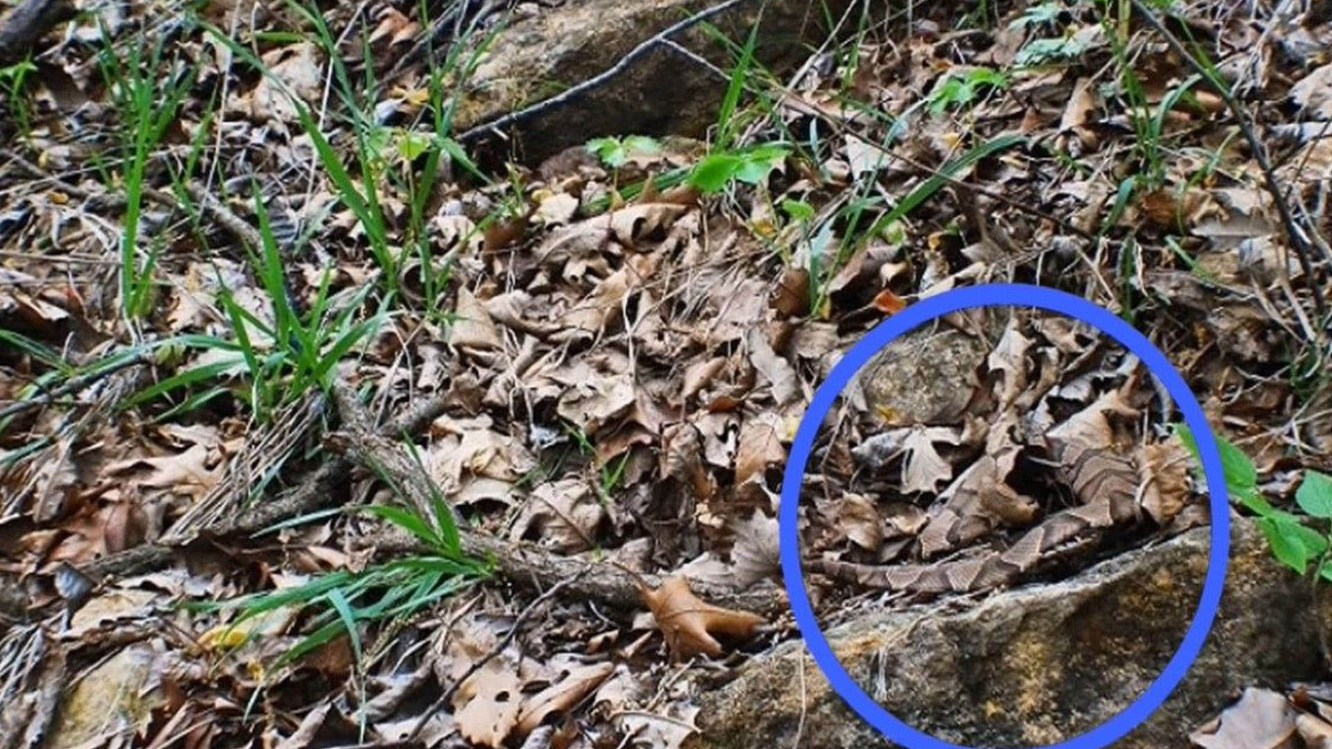 optical illusion picture puzzle snake python cobra solving puzzle viral photo google trends today find snake in pic challenging quiz