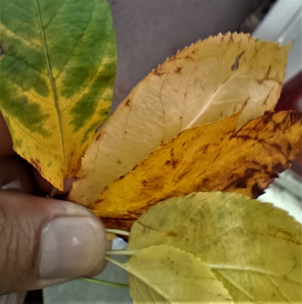 apple crop efected from fungs in rohru area