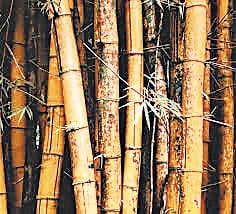 Una's Bamboo Village will be dedicated to environmental protection