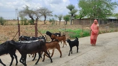 Varanasi: बाल काटे और पेंट लगाया....मालिक के पास खुद ही लौट आई चोरी हुई बकरी, नहीं चली चोर की चालाकी stolen goat returned to owner on its own thiefs trick didnt work in varanasi
