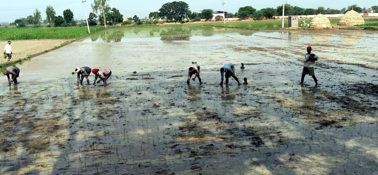 Paddy transplanting started after rain