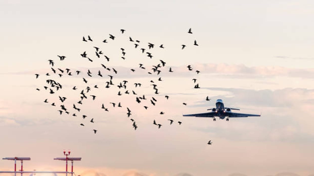 Aircraft Bird Hit incident in India know how dangerous it is and why it happens majorly in Monsoon Season explained news in hindi
