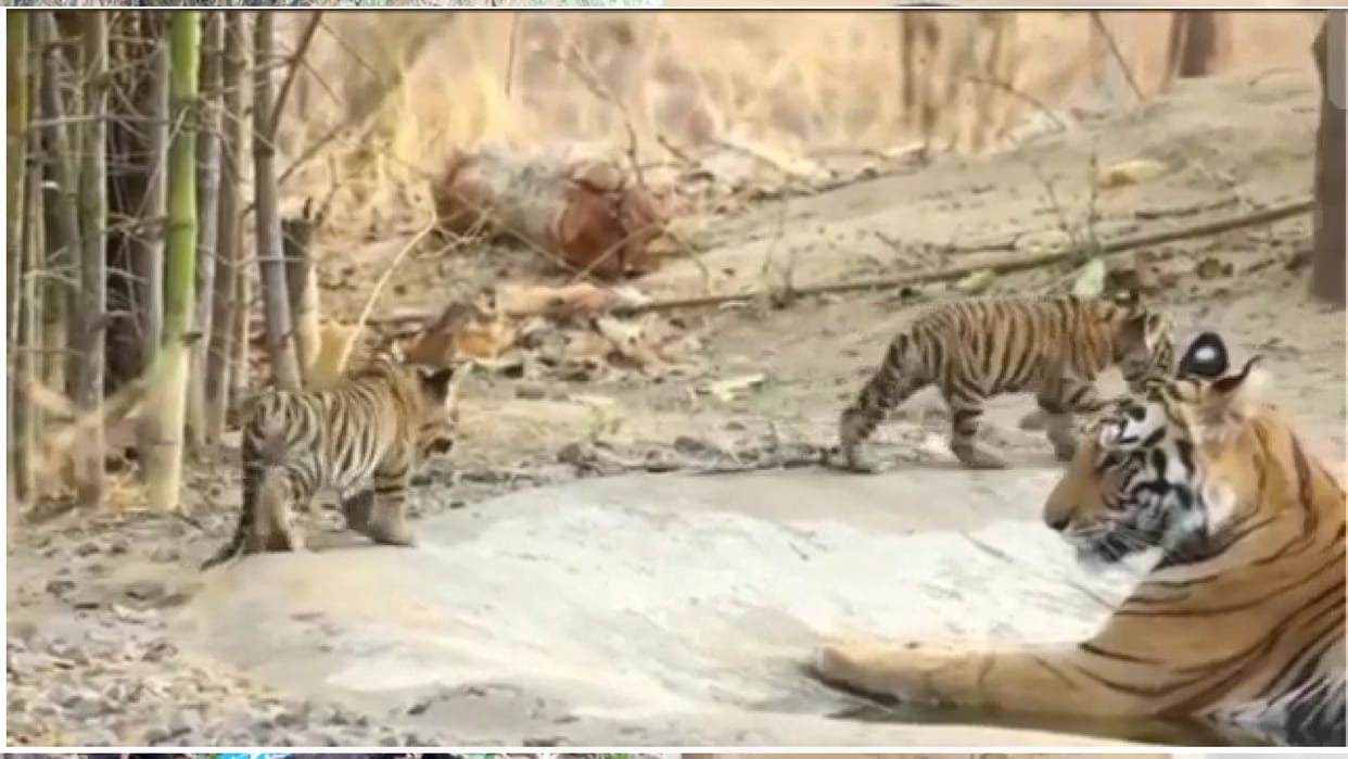 Umaria: Two cubs were seen walking with their mother in Bandhavgarh National Park, tourists captured the exciting sight