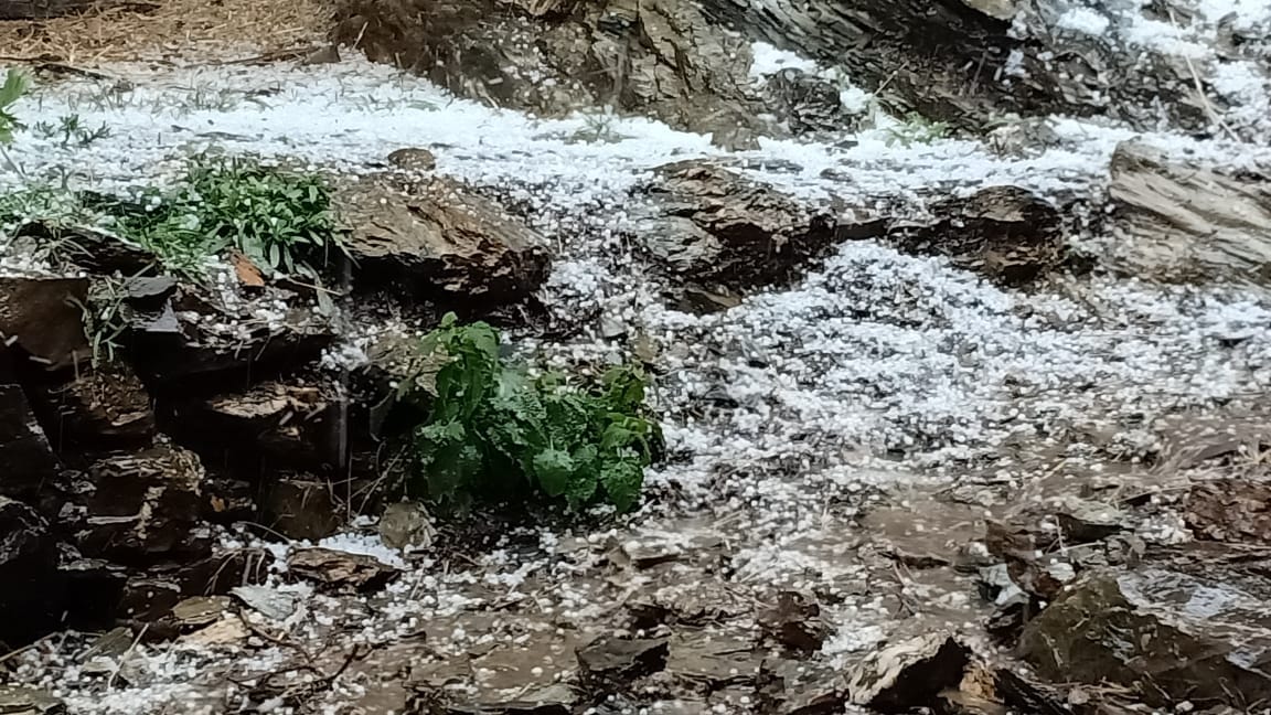 Hail rained on apples and kidney beans