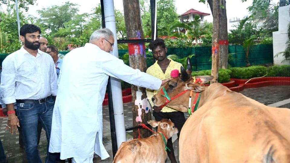 Chhattisgarh: Women-farmers presented a cow-calf to CM Baghel, know what is the matter