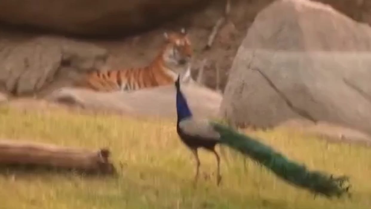 Seoni: Unique sight seen in Pench Tiger Reserve, national animal tiger and national bird peacock seen together