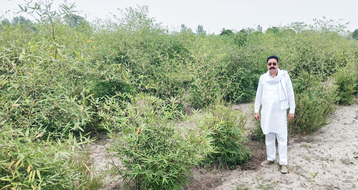 Bamboo and guava orchard grown on waste land