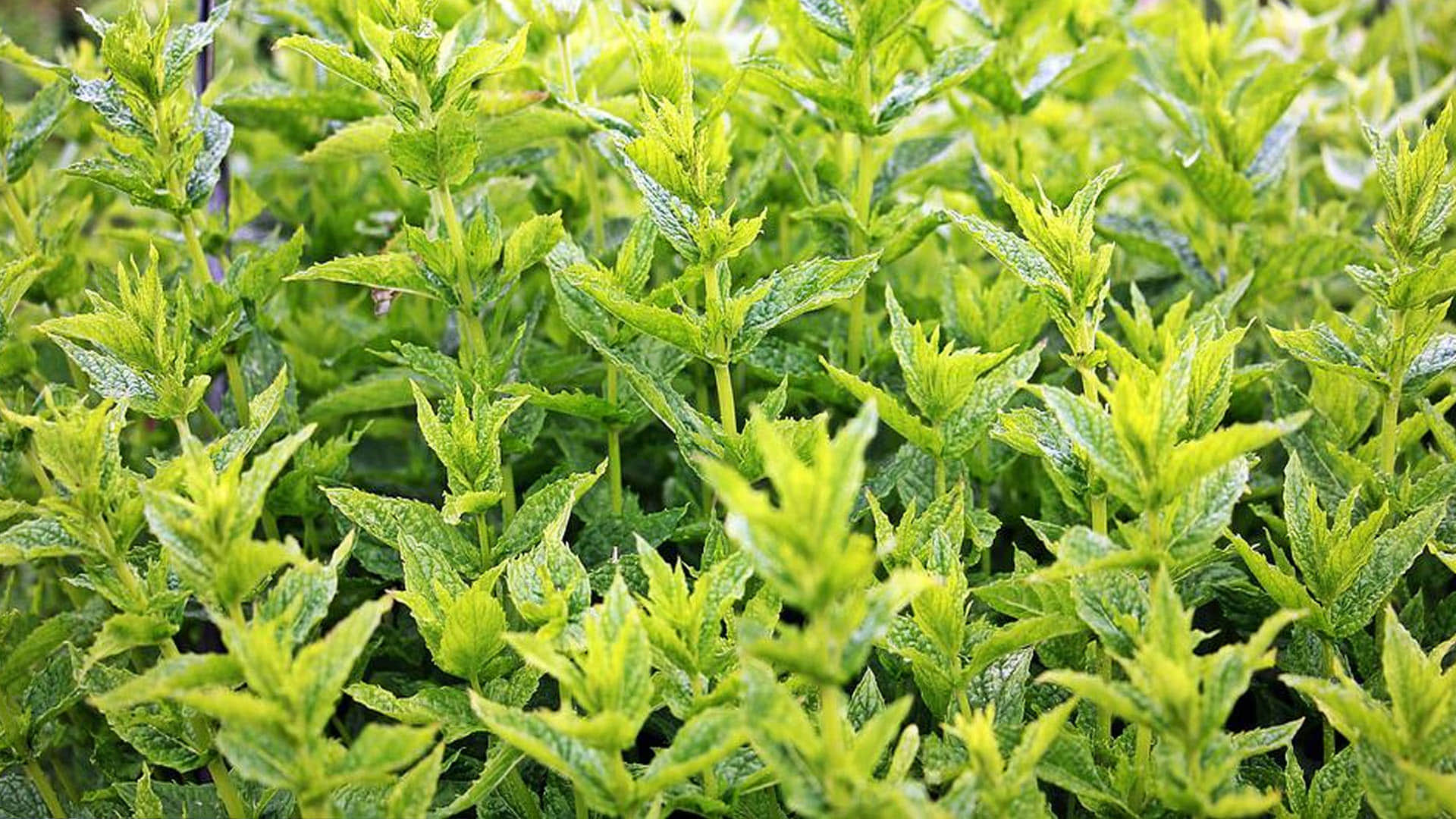 Weird Insect DNA Found in Tea Know What Scientists Reveals All Details News in Hindi