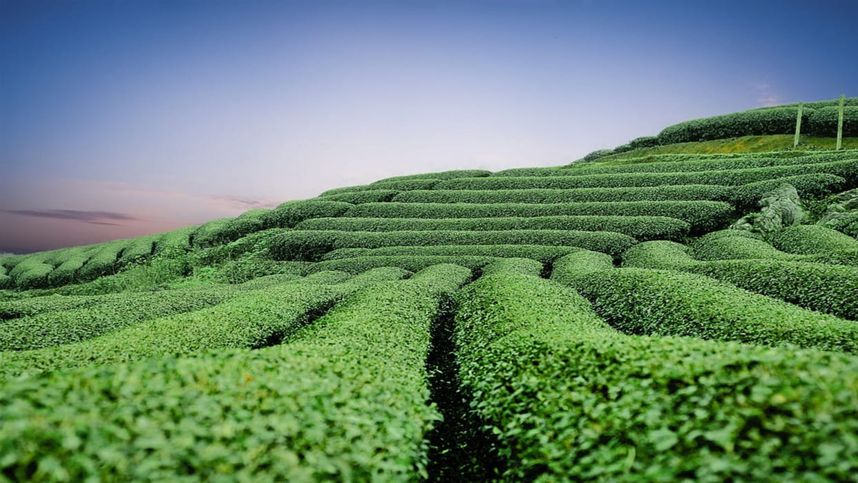 Tea Export: Due to the economic crisis in Sri Lanka, the production of tea will decrease