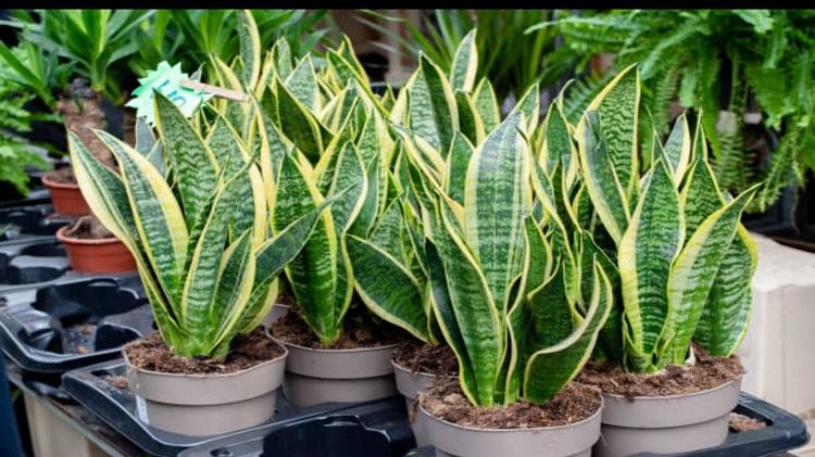 Snake Plant Benefits                 - Vastu Tips For Plant Benefits Of Snake  Plant For Office And Home In