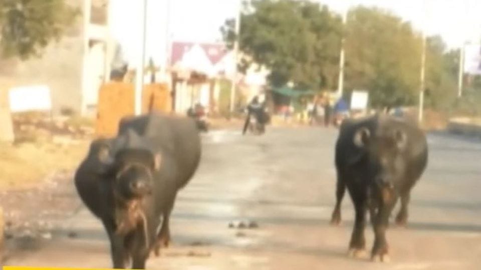 milk man arrested with his three friends for buffalo stolen in agra
