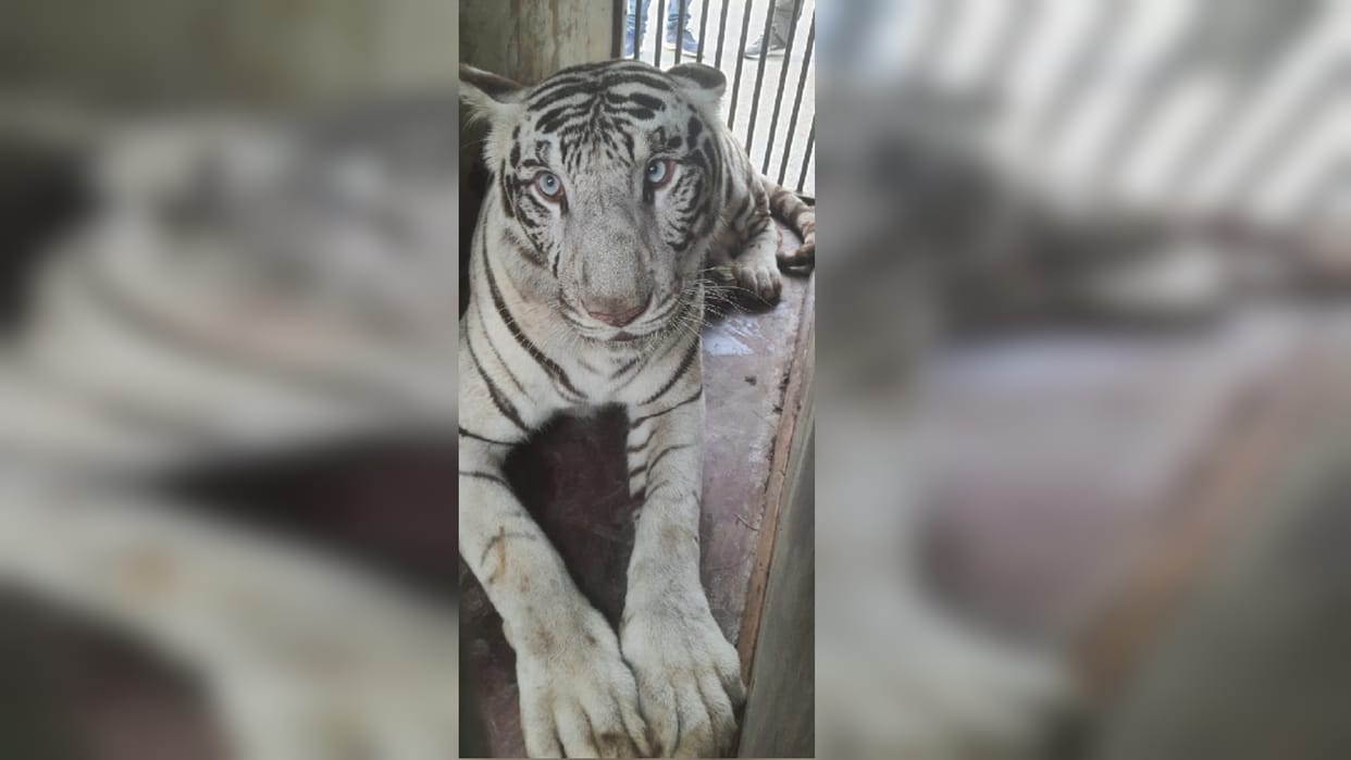 Gorakhpur Zoo can become first breeding center of white tiger in UP