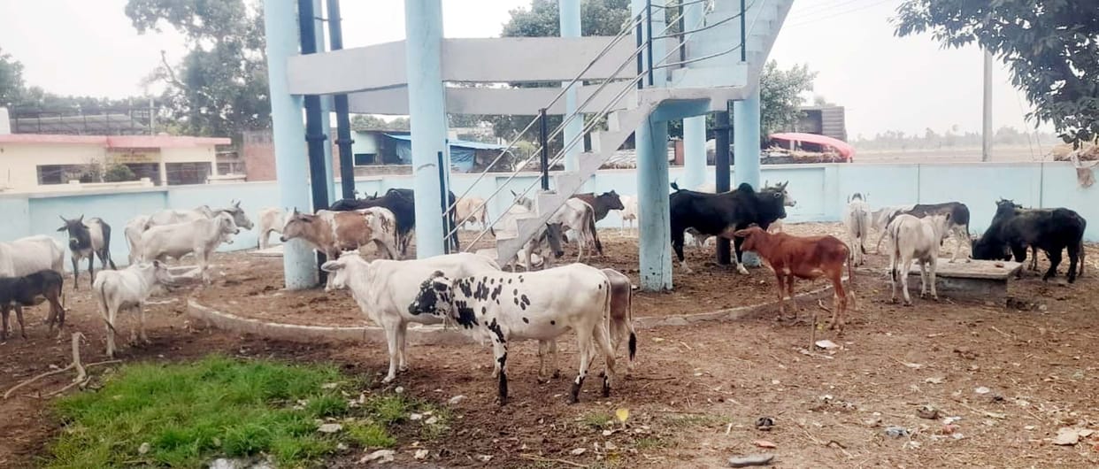 Villagers locked 70 animals in the drinking water tank premises