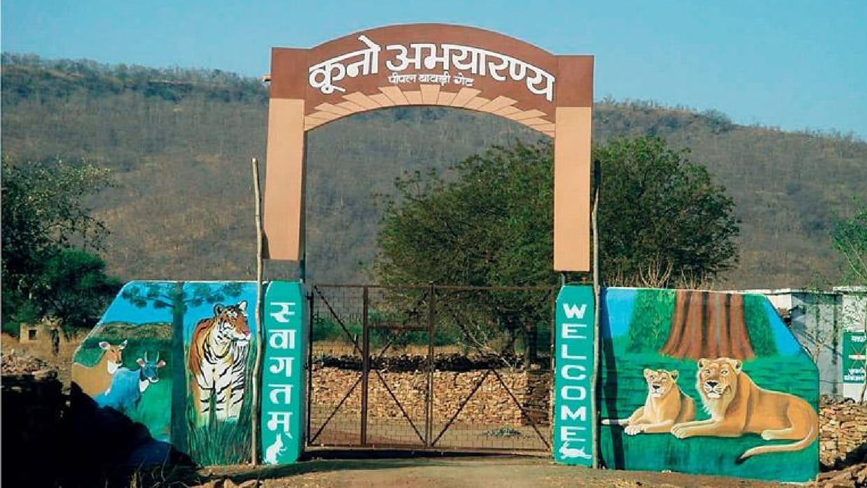 500 sq km area outside Kuno Sanctuary will be eco-sensitive zone, trees will not cut without permission