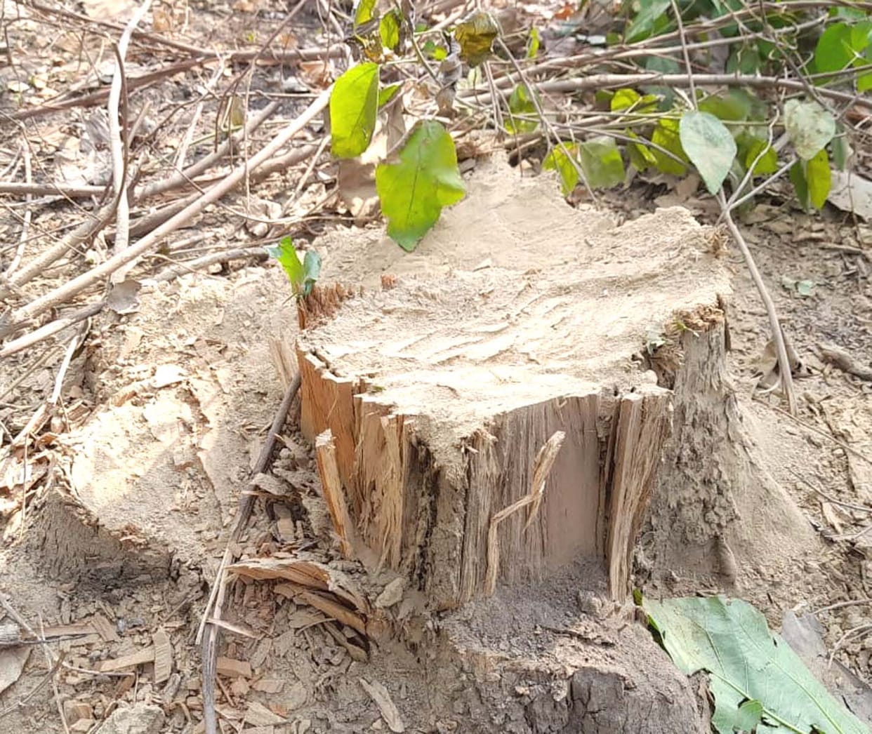 Teak tree cut a hundred meters away from the forest post