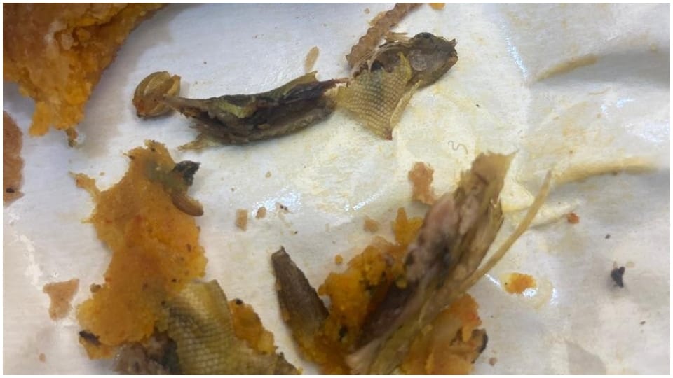 Lizards severed head in Rawat Kachori Jaipur Rajasthan 