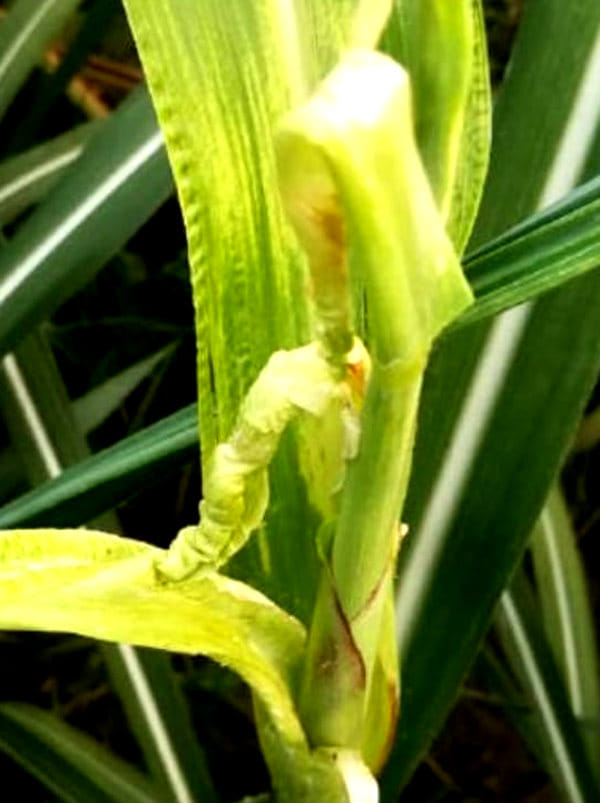 Pokka Boing disease appearing on sugarcane crop