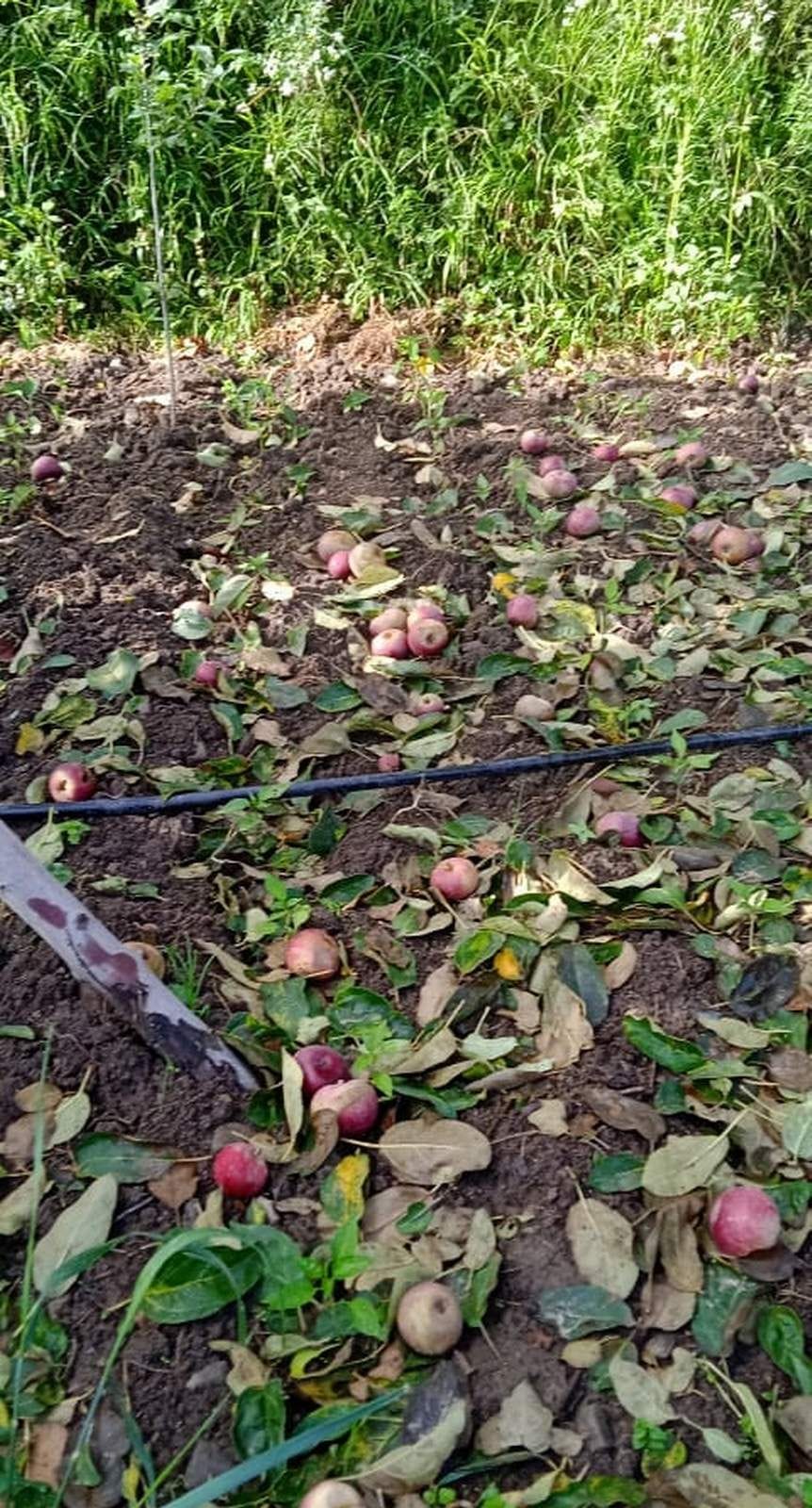 Apple granules and leaves falling due to medicine