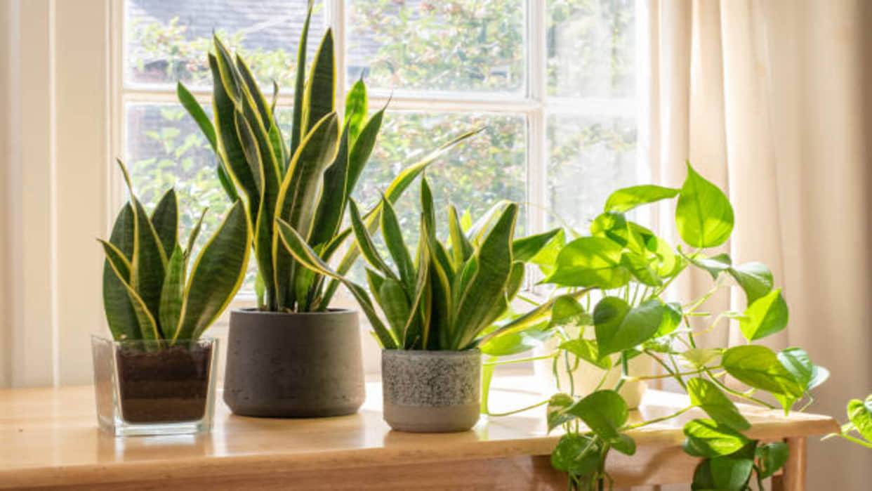Gardening Tips To Keep Your Plants Healthy During Monsoon Season