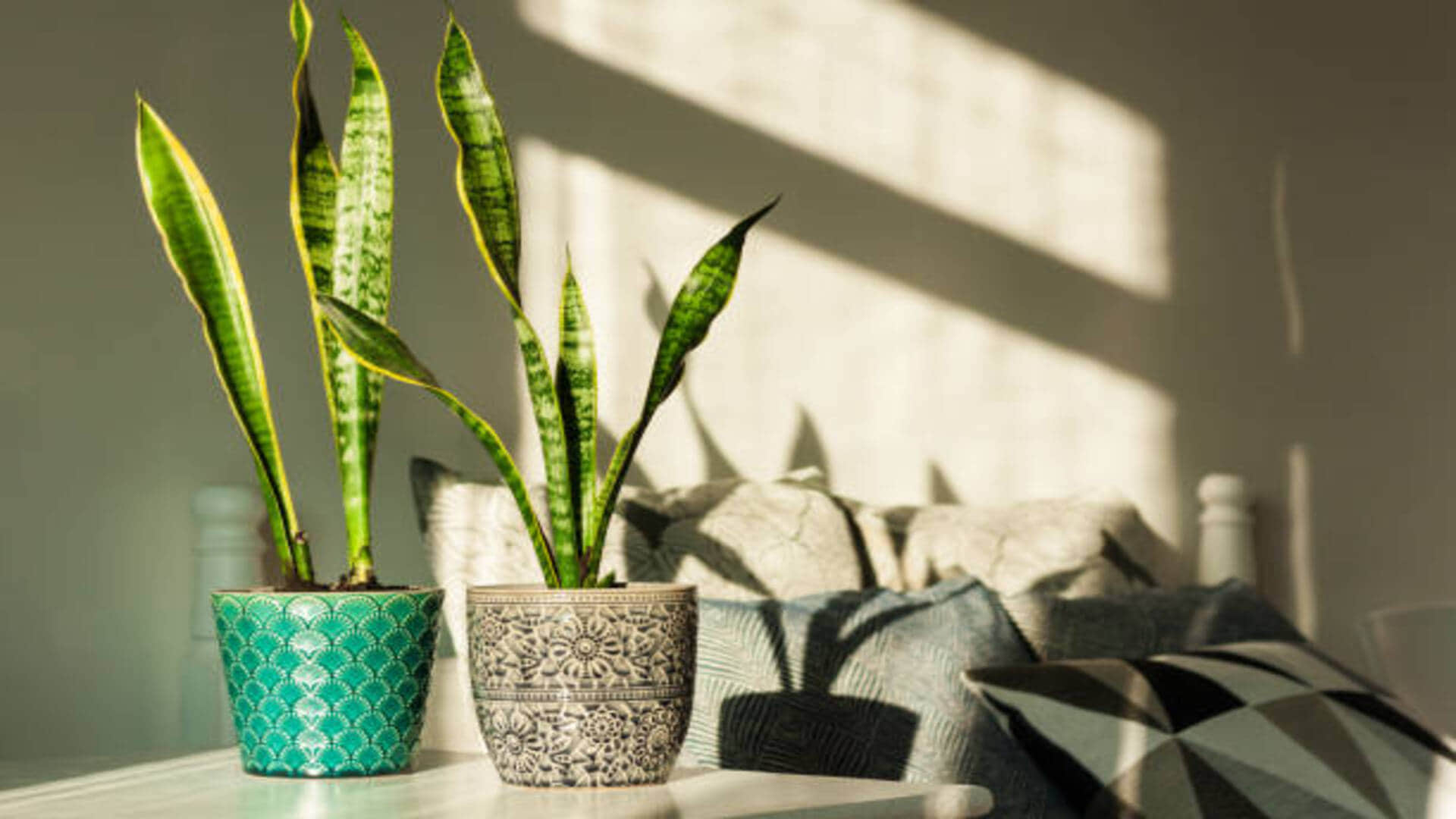 How To Repot Plants Without Killing Them Know Repotting Plants Process in hindi