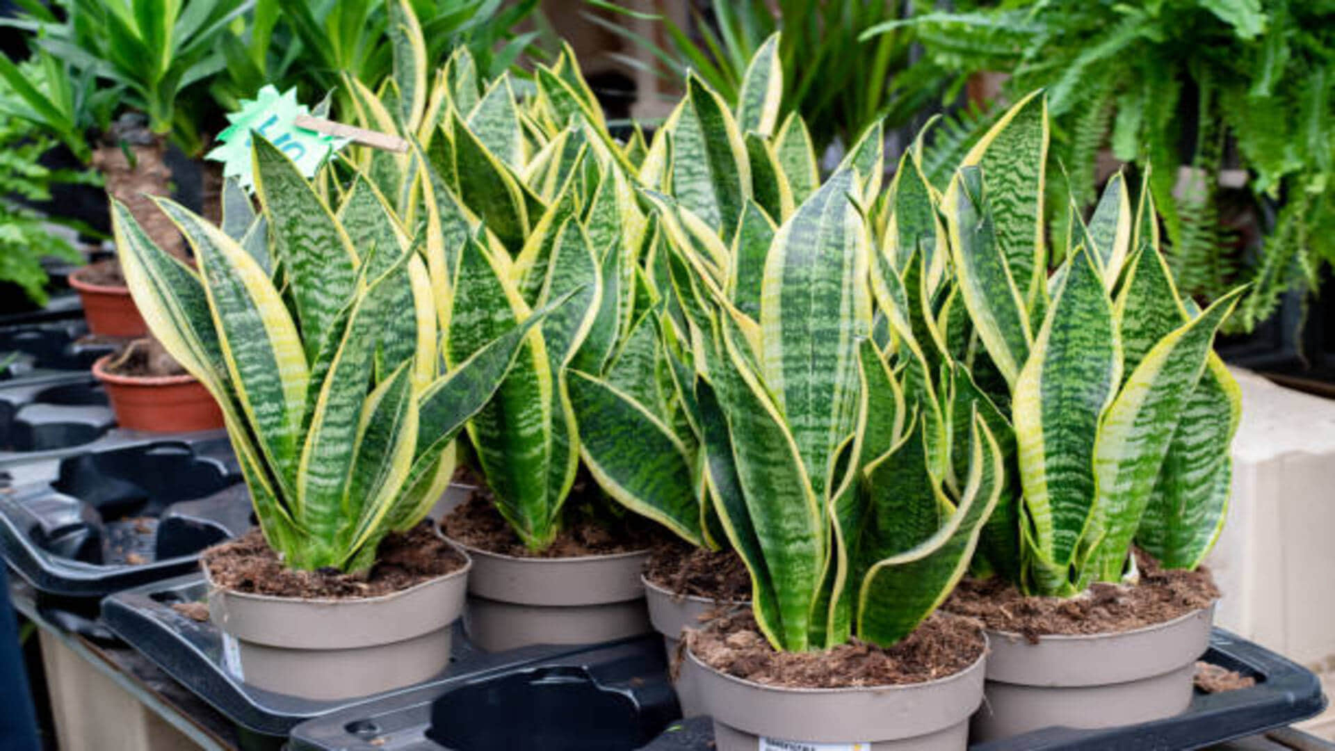 Gardening Tips To Keep Your Plants Healthy During Monsoon Season