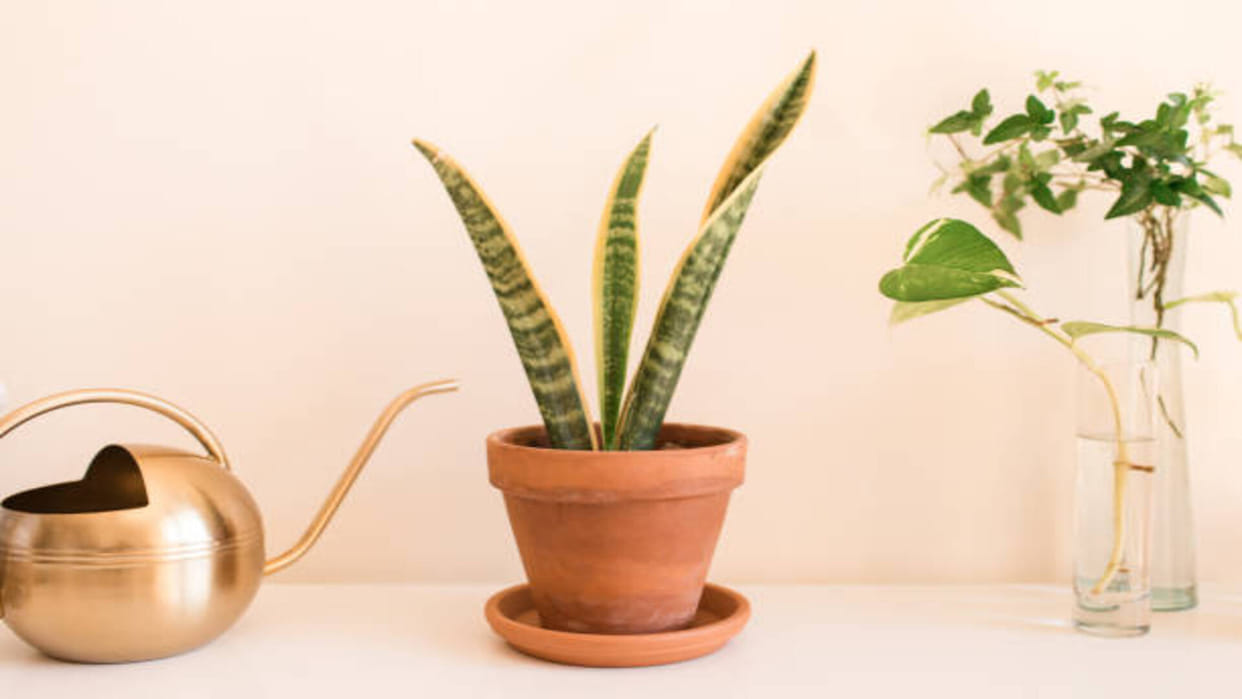 Vastu Benefits of snake plant positive Vastu energy remedies guidelines in hindi