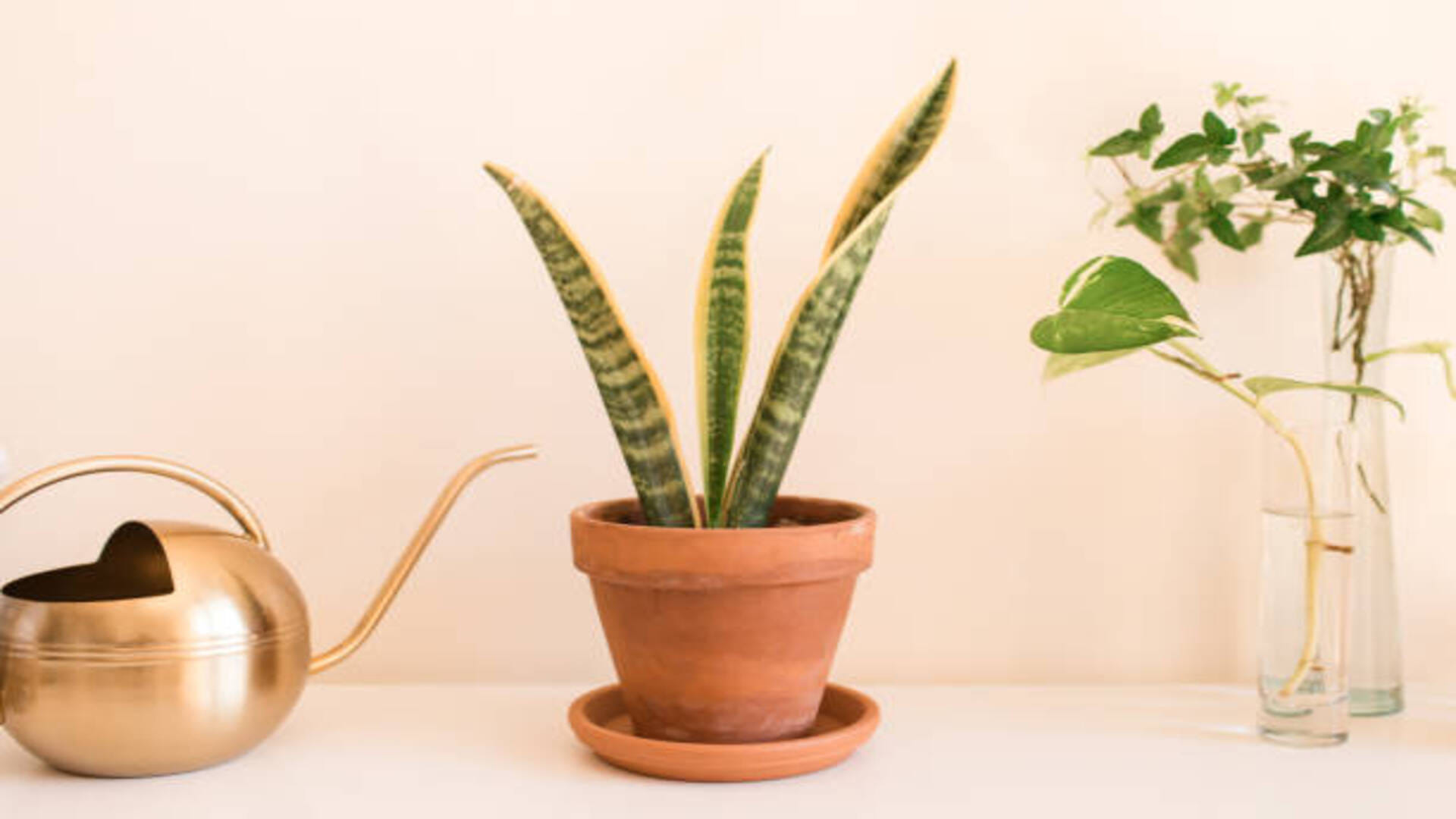 Vastu Tips For Plant benefits of snake plant for office and home in hindi