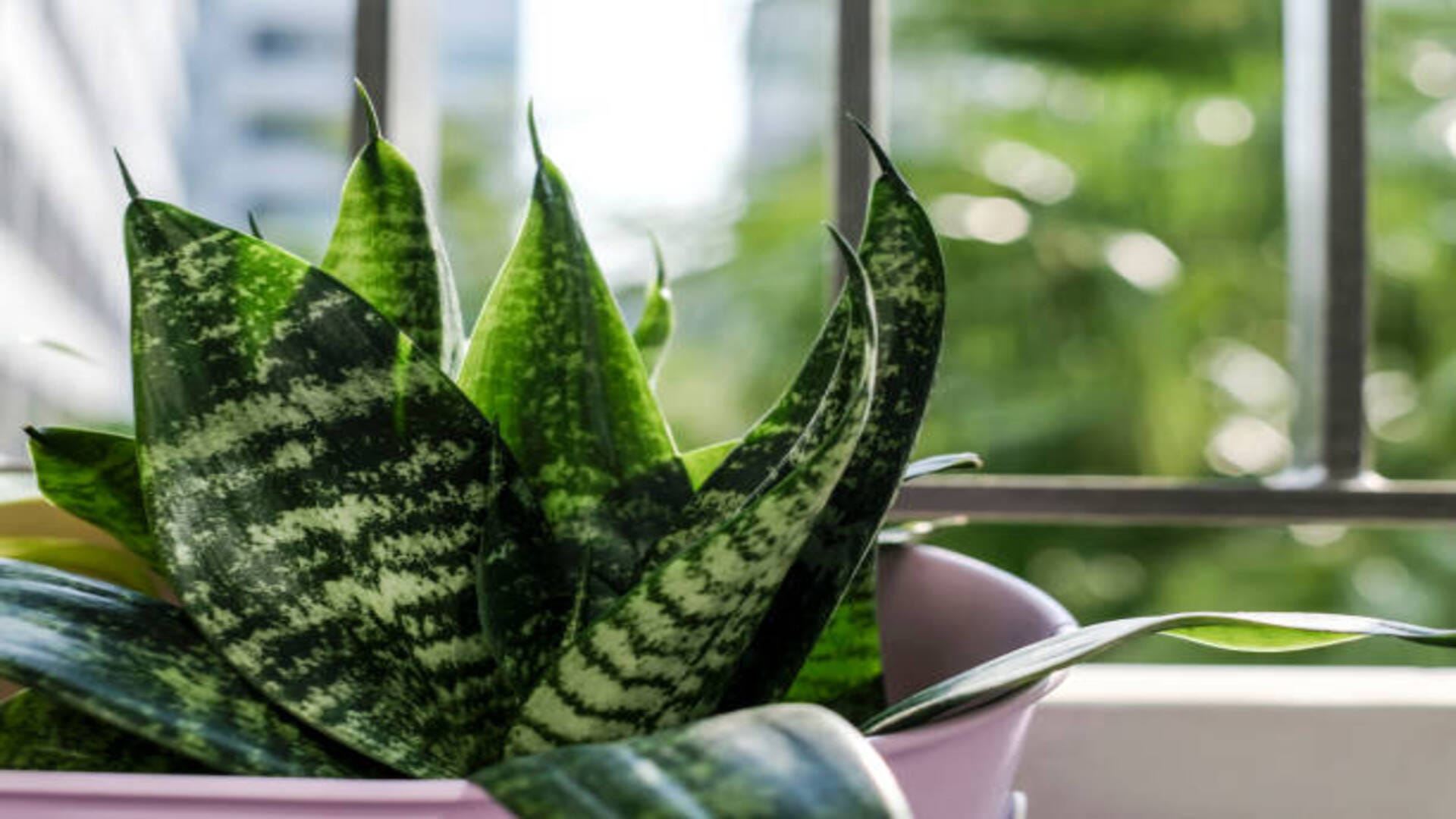 Vastu Tips For Plant benefits of snake plant for office and home in hindi