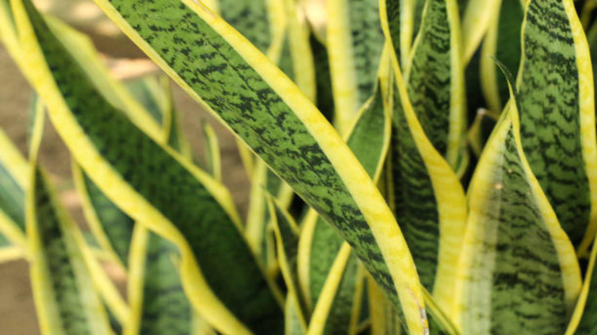 Vastu Benefits of snake plant positive Vastu energy remedies guidelines in hindi