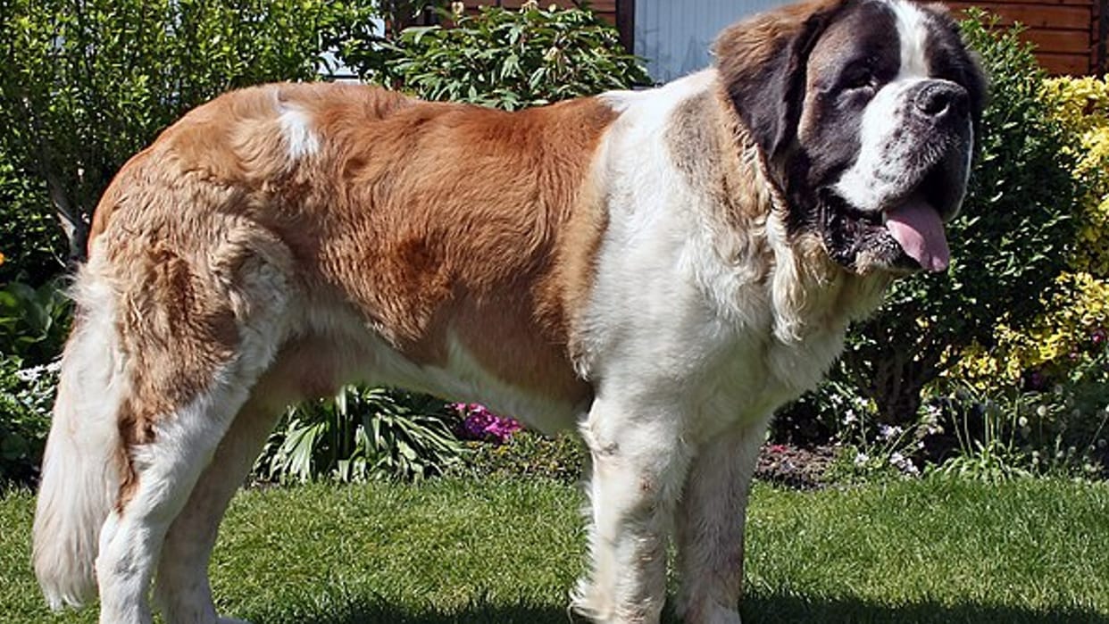 Dog attacked on elderly women in Jaipur seriously injured